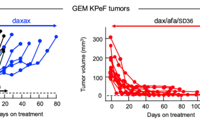 Researchers from ALIPANC describe a triple therapy targeting key proteins in KRAS signaling that induces complete tumor regression in a mouse model